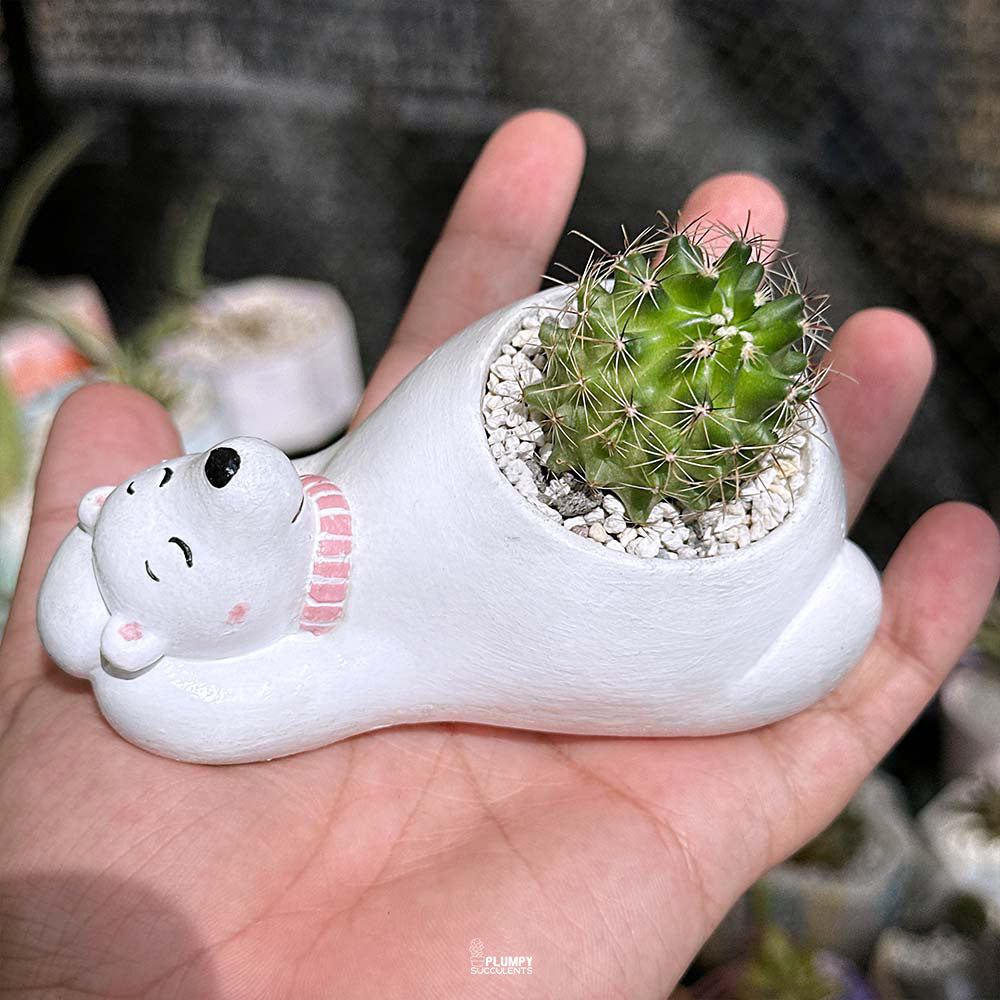 Thelocactus Setispinus in Polar Bear Planter