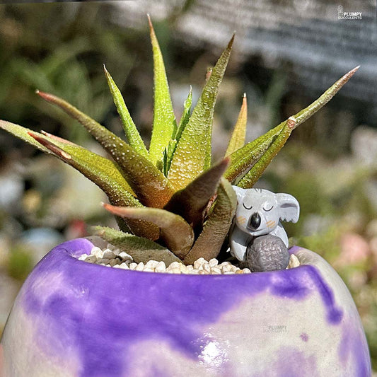Haworthia Attenuata Radula - Little Koala's Home