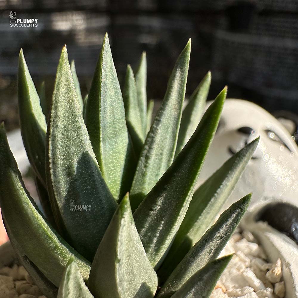 Haworthia Gluaca in Panda Planter