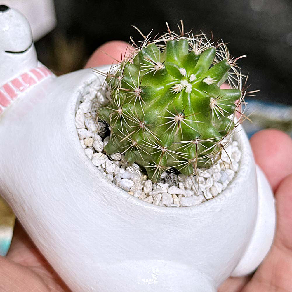 Thelocactus Setispinus in Polar Bear Planter