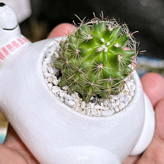 Thelocactus Setispinus in Polar Bear Planter