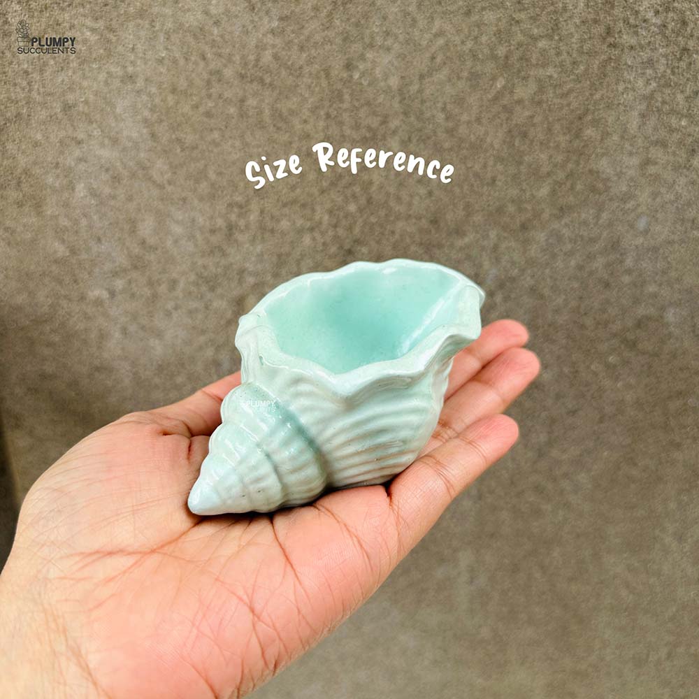 Shell Planter (4 Inch)