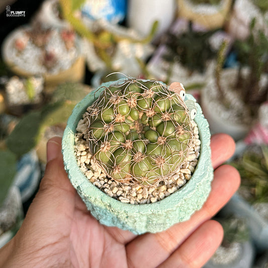 Small cactus in a light blue pot held by a hand with a blurred background