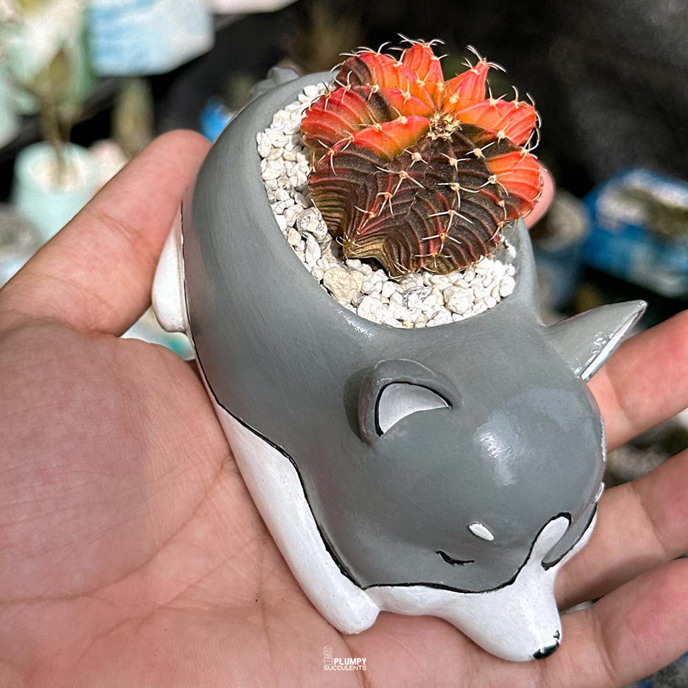 Variegated Gymnocalycium in Husky Dog Planter