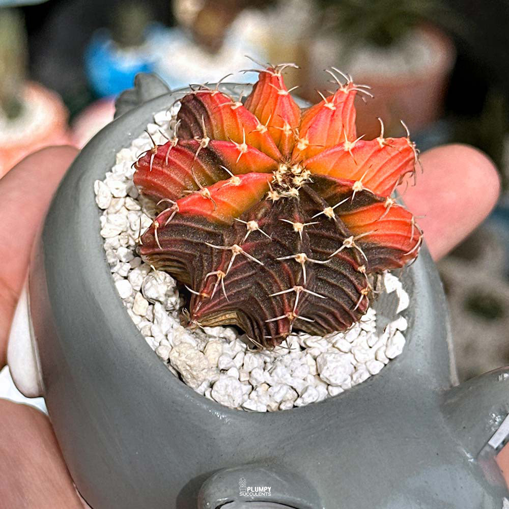 Variegated Gymnocalycium in Husky Dog Planter