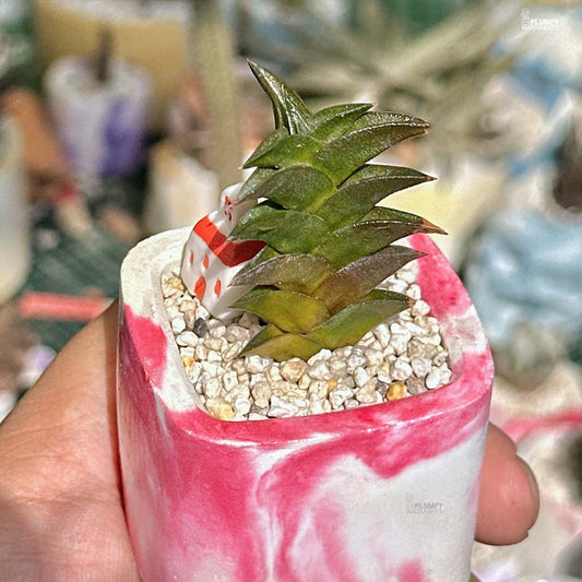 Haworthia Viscosa - Minimal Homeland