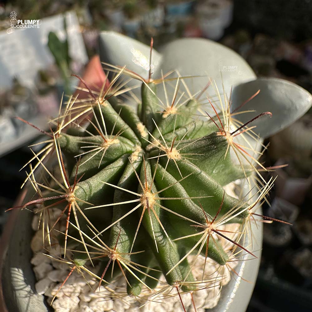Cactus in Dog Planter