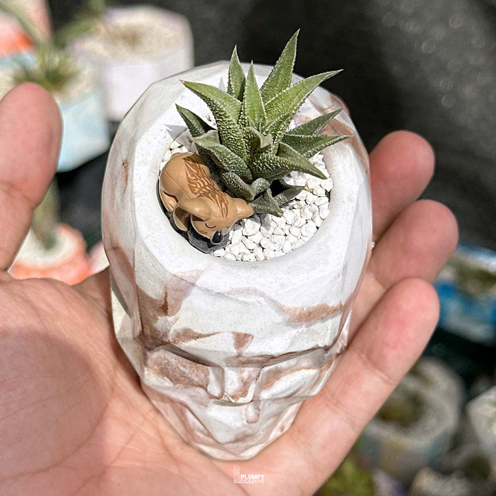Haworthia Tortuosa in Skull Planter
