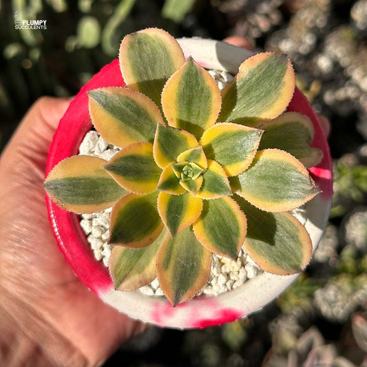 Aeonium Sunburst