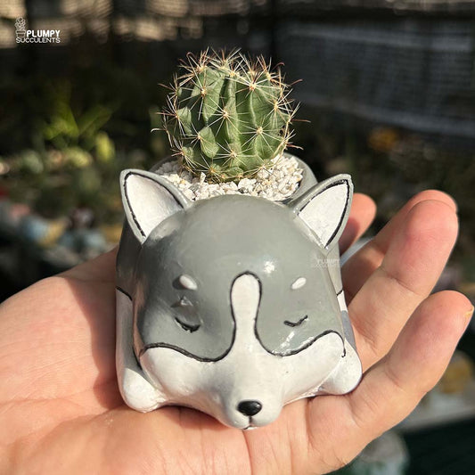 Cactus in Dog Planter