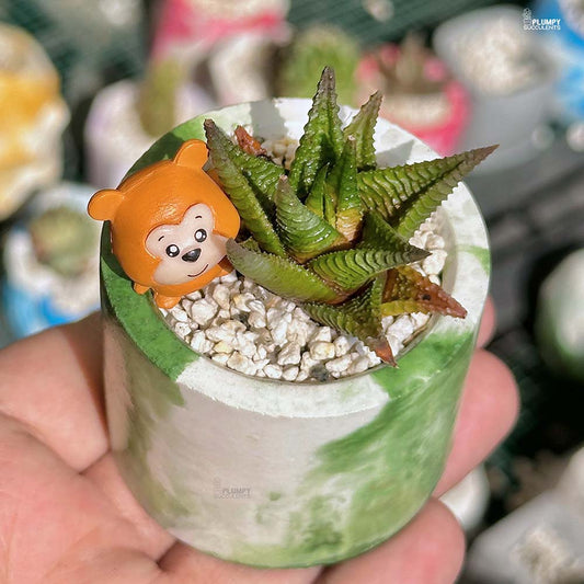 Haworhthia Limifolia - Squirrel Fairyland