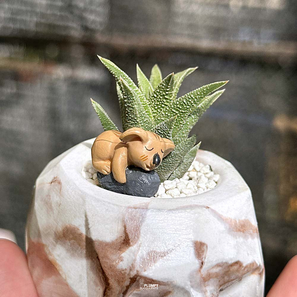 Haworthia Tortuosa in Skull Planter