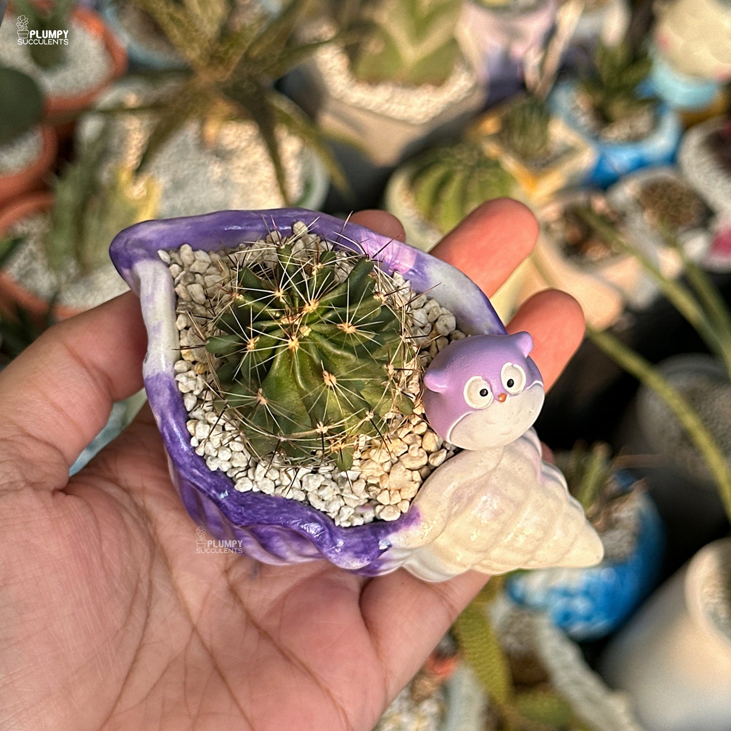 Small cactus in a decorative pot with a purple owl design held in a hand.