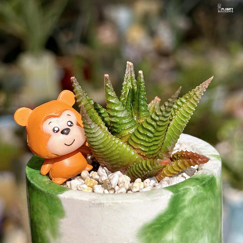 Haworhthia Limifolia - Squirrel Fairyland