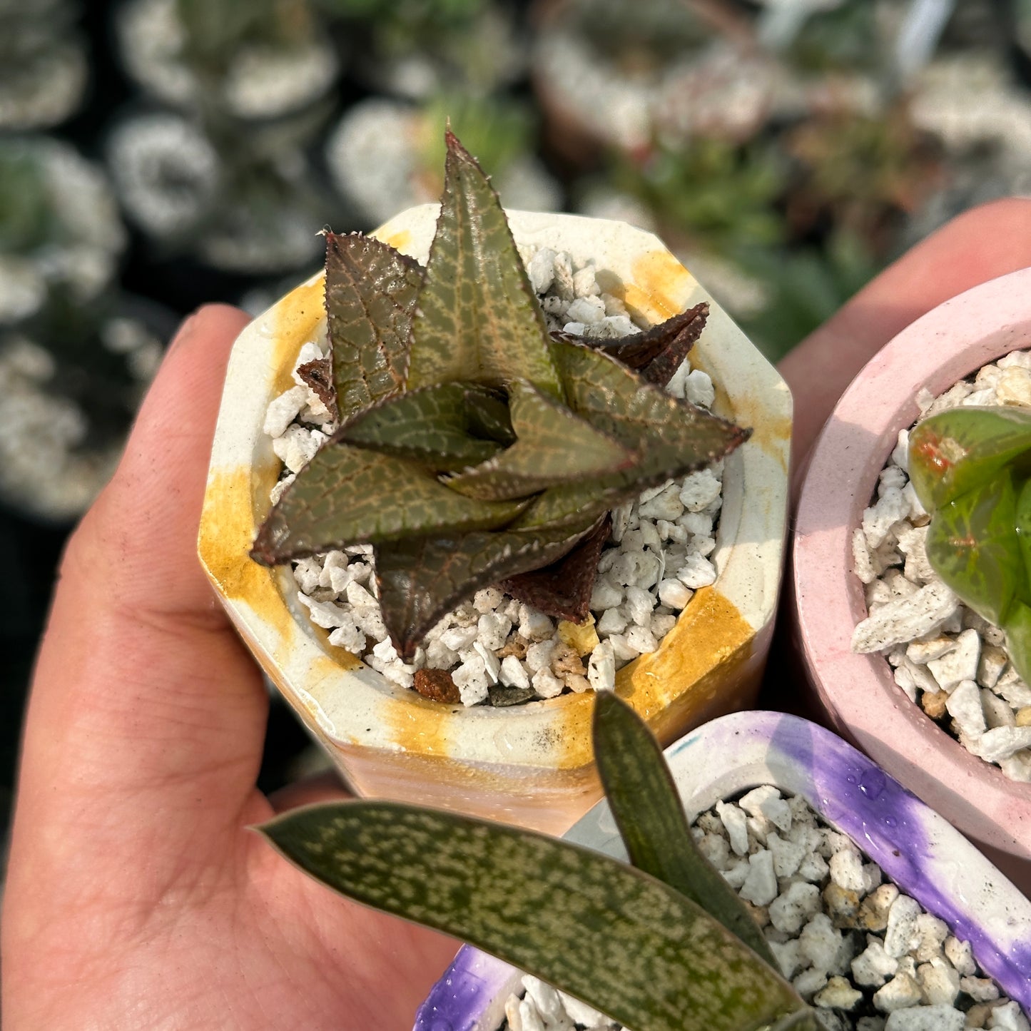 Set of 3 Succulent (Indoor)