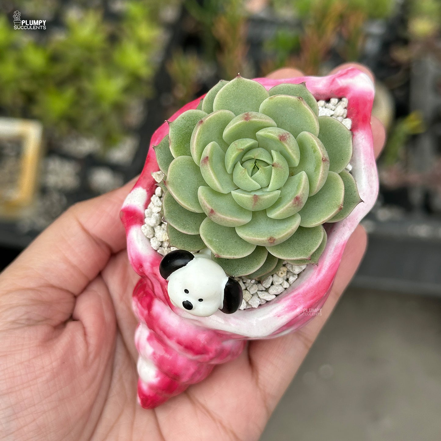 Echeveria Ben Badis β Mini Rosettes