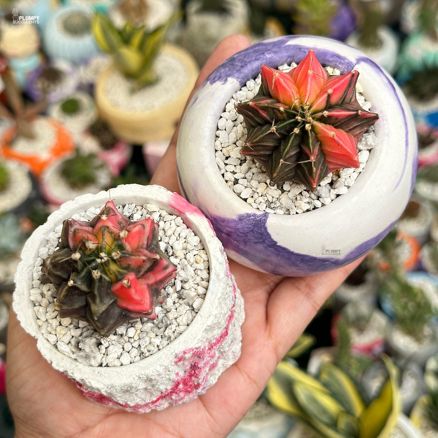 Two small succulents in decorative pots held in a hand with a blurred background of more plants.