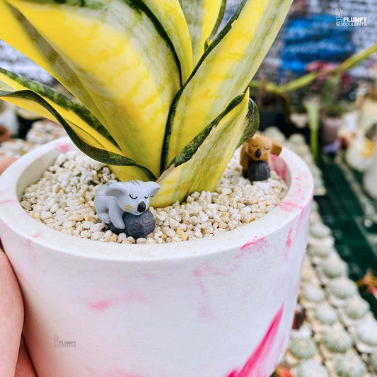 Sansveria Golden Hahnii (Snake Plant)