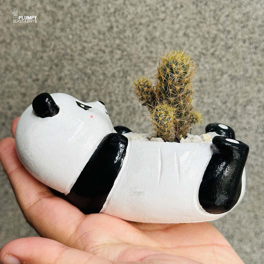 Mammalaria Prolifera in Panda Planter