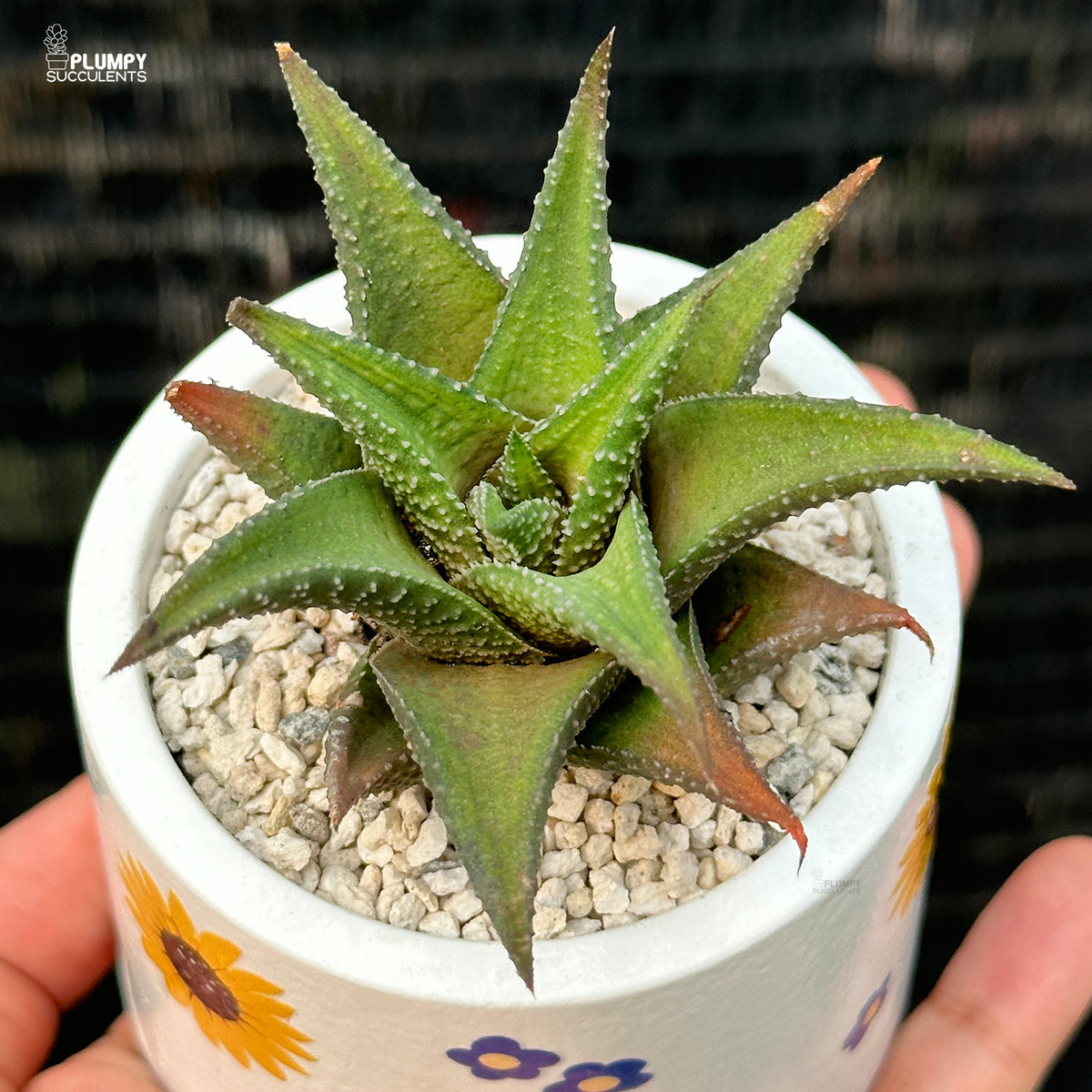 Sunflower Planter with Haworthia (3 inch)