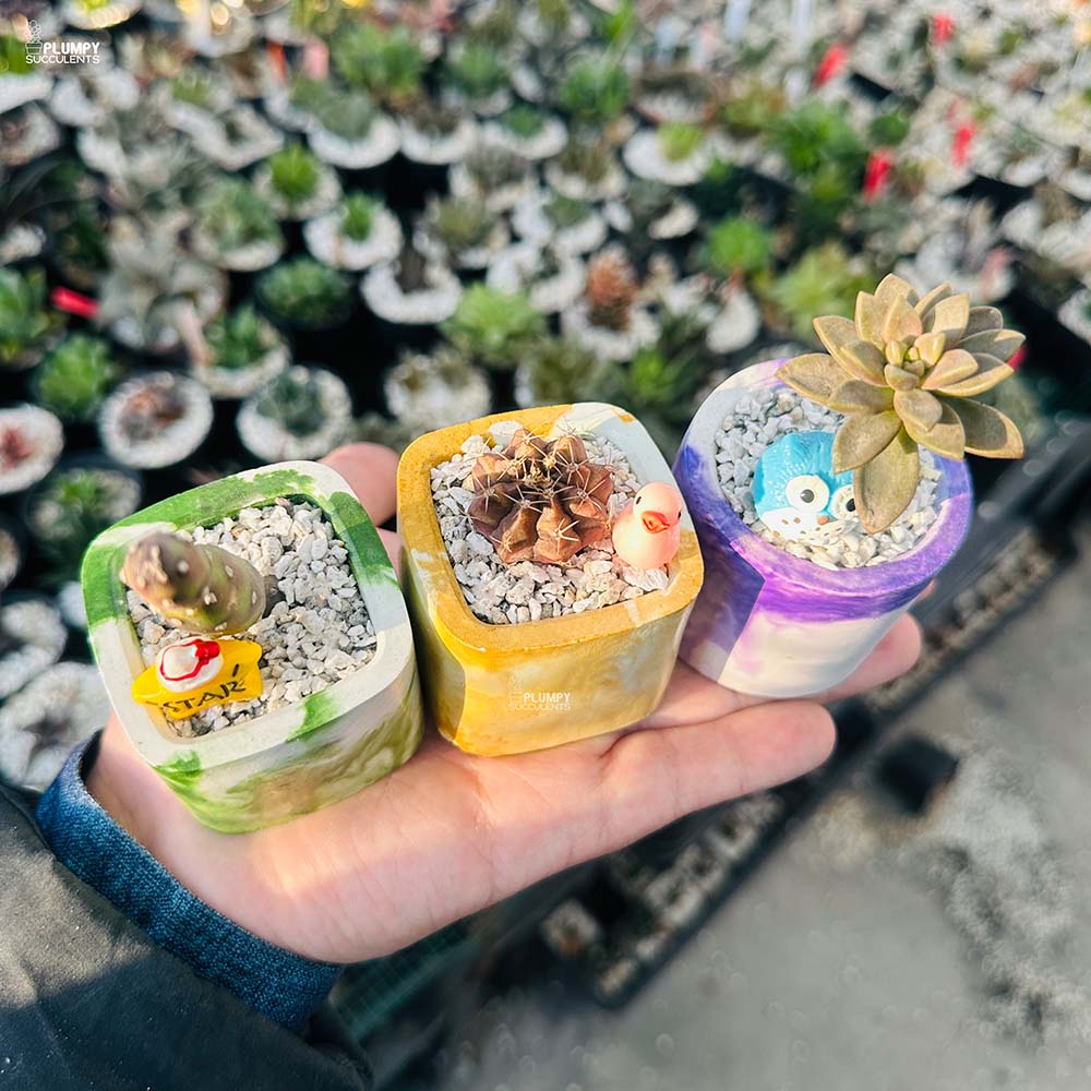 Set of 3 Succulents