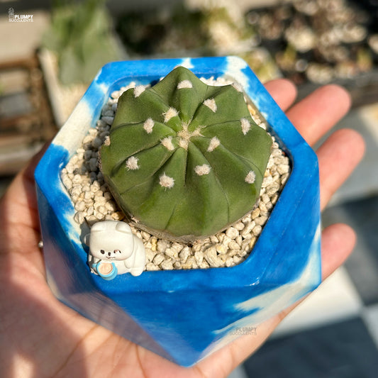 Small green cactus in a blue hexagonal pot held by a hand.