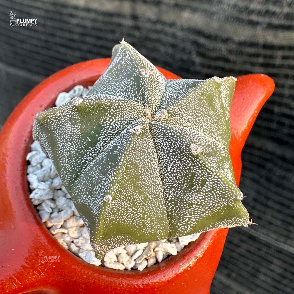 Astrophytum Cactus in Fox Planter