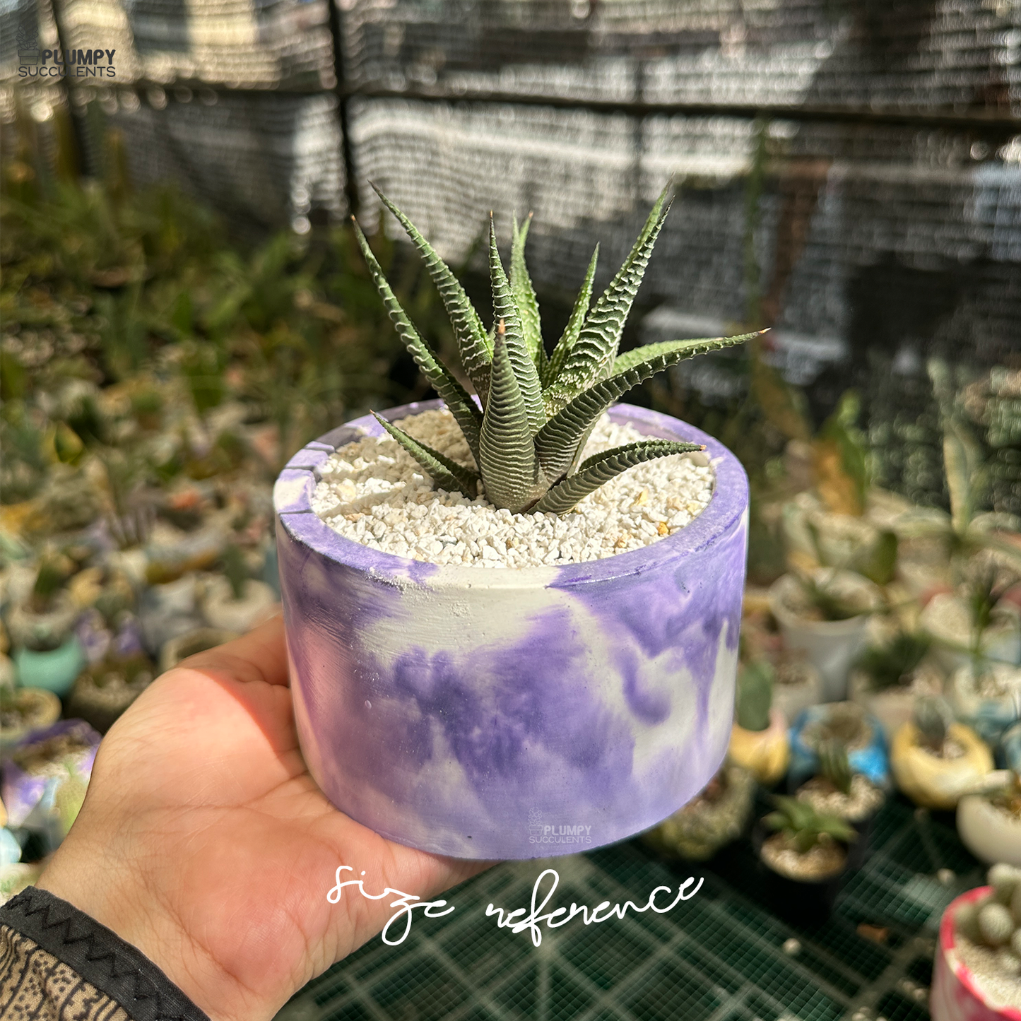 Haworthia Limifolia xFasicata