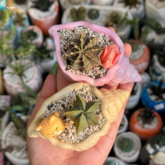 Hand holding two small succulent plants in decorative pots with a blurred background of more plants.
