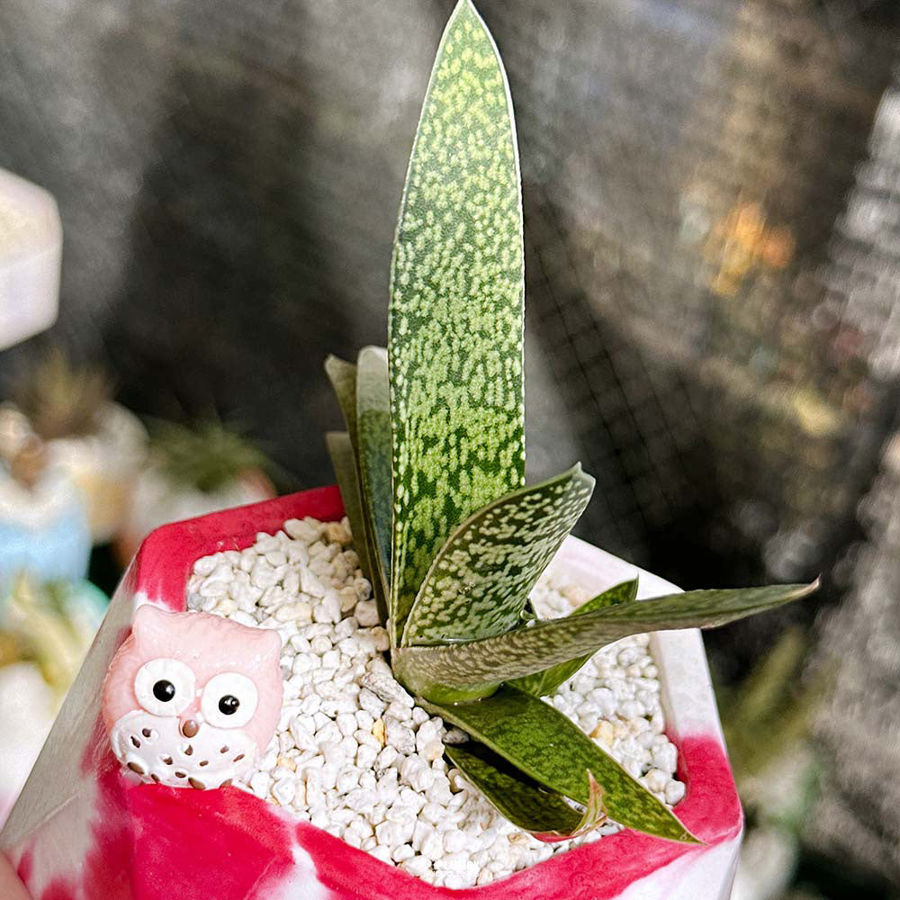 Gasteria Ox Tongue in Red Geo Planter