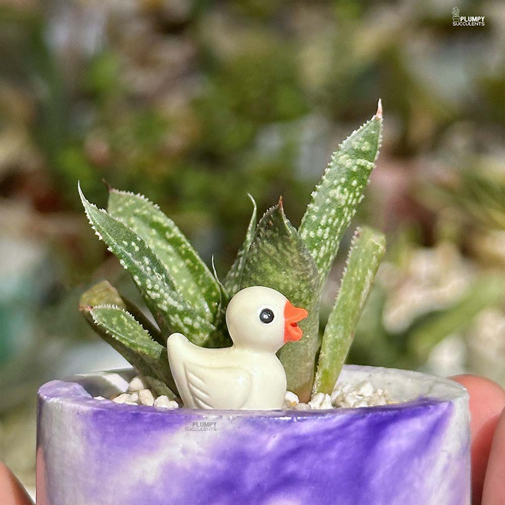 Gasteraloe Beguinii - Duckling's Home