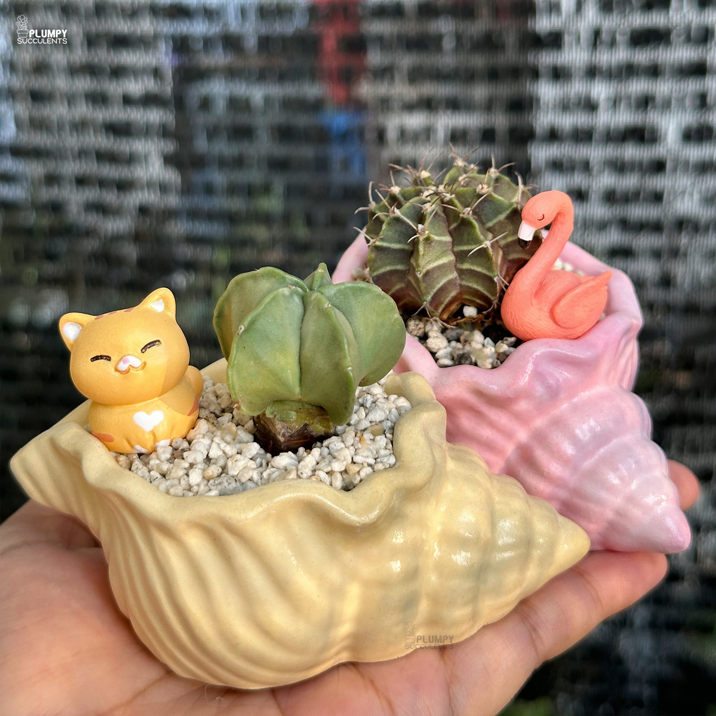 Small cacti and succulents in decorative shell pots held in a hand with a blurred background.