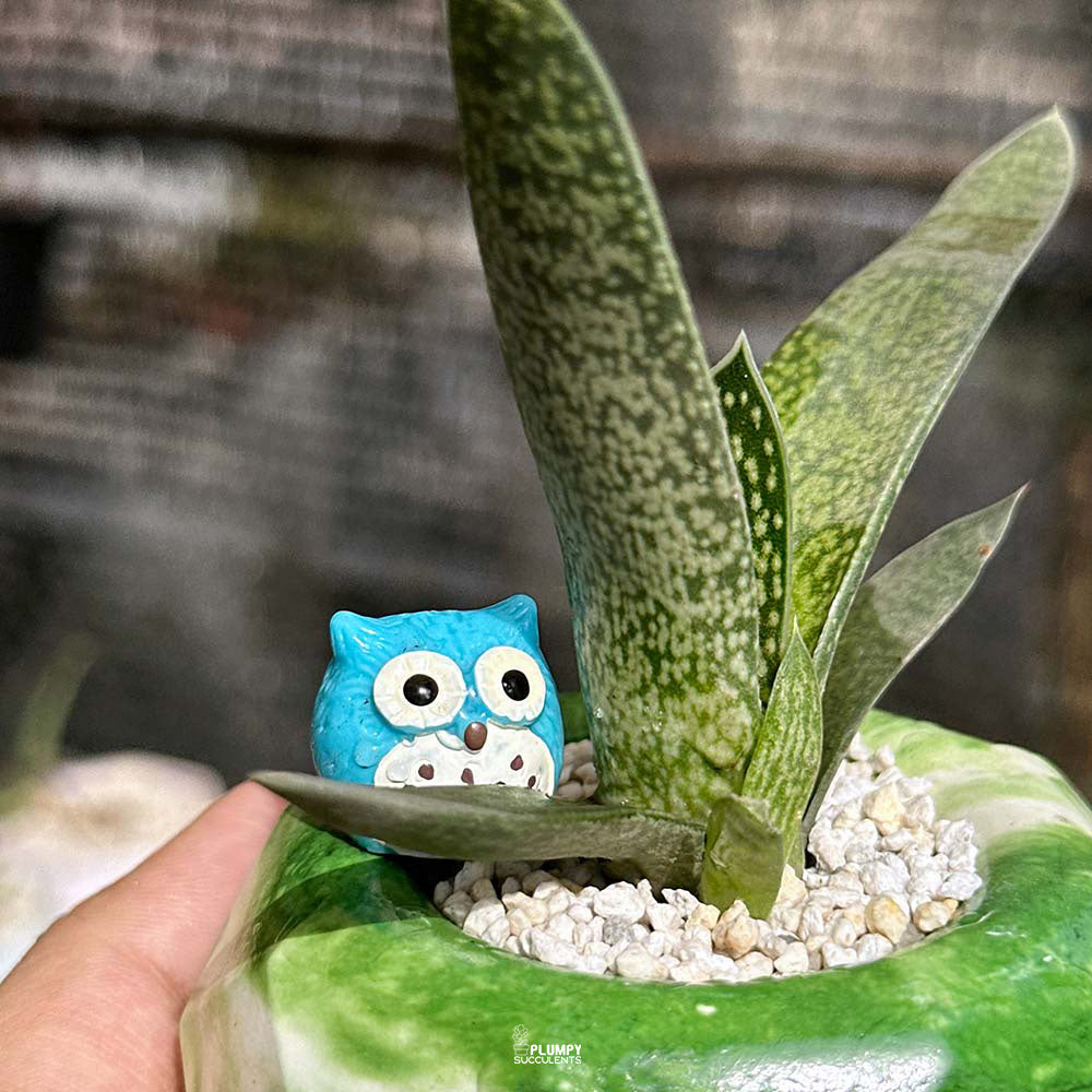 Gasteria Ox Tongue in Green Geo Pot