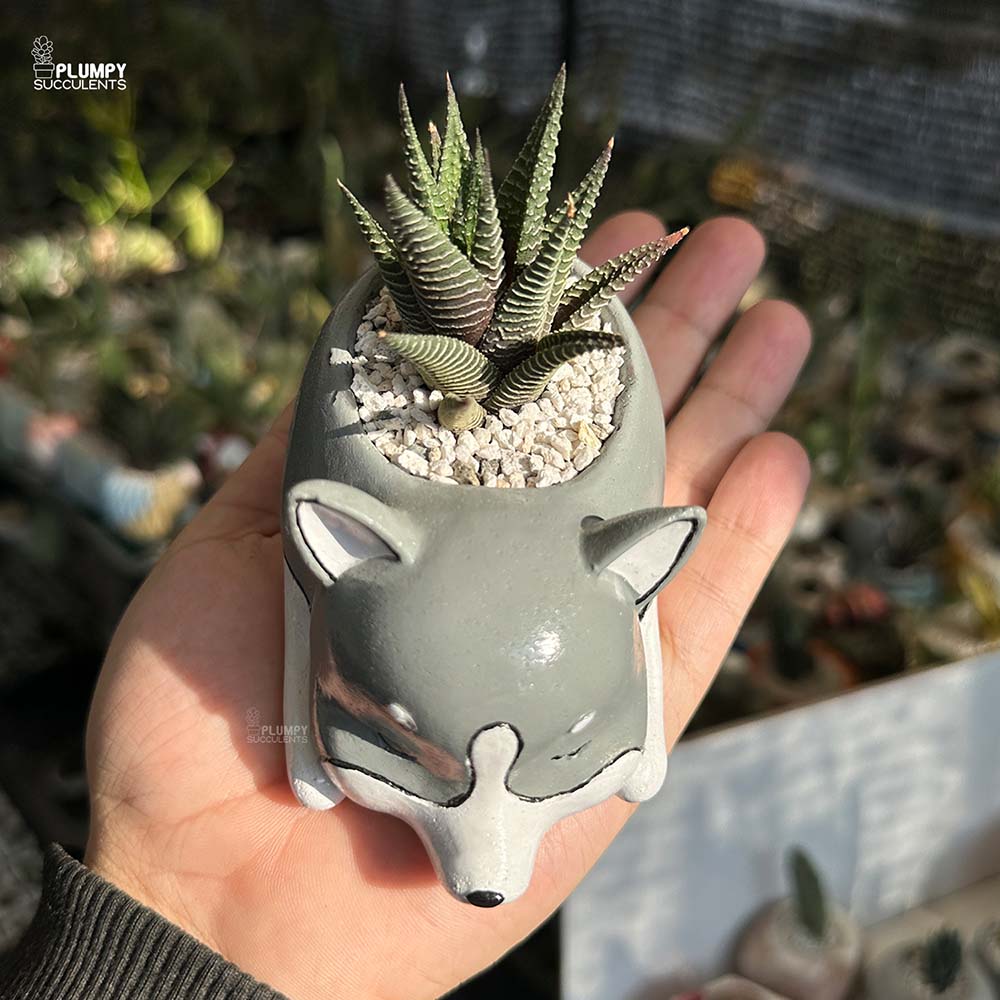 Haworthia Limifolia x Fasicata in Dog Planter