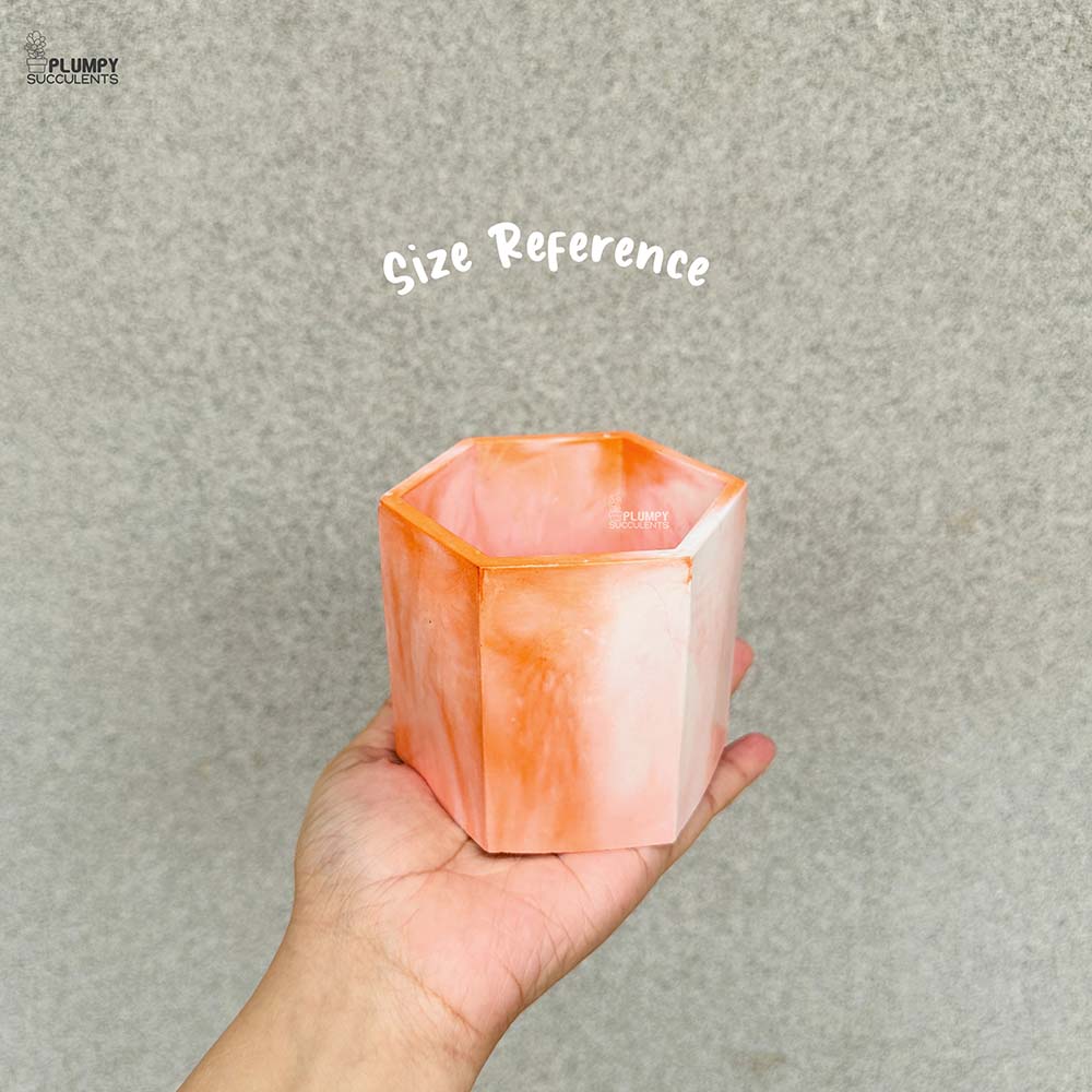 Hexagonal Planter (4 Inch)