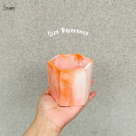 Hexagonal Planter (4 Inch)