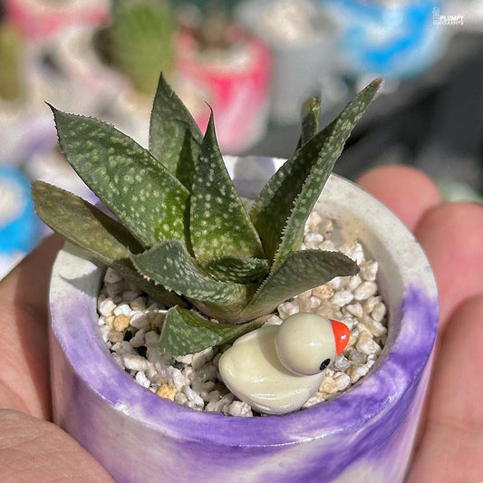 Gasteraloe Beguinii - Duckling's Home