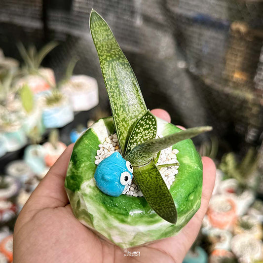 Gasteria Ox Tongue in Green Geo Pot