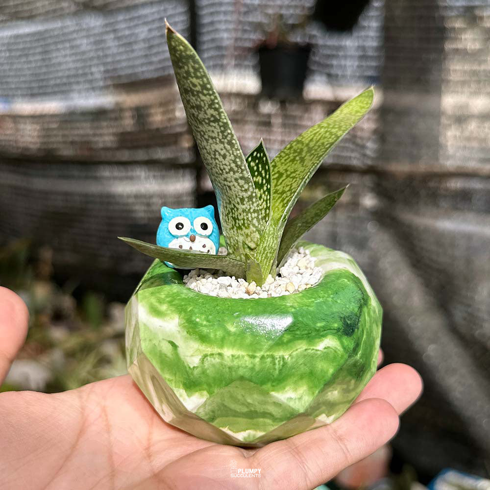 Gasteria Ox Tongue in Green Geo Pot