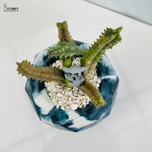 Huernia Zebrina Variegated