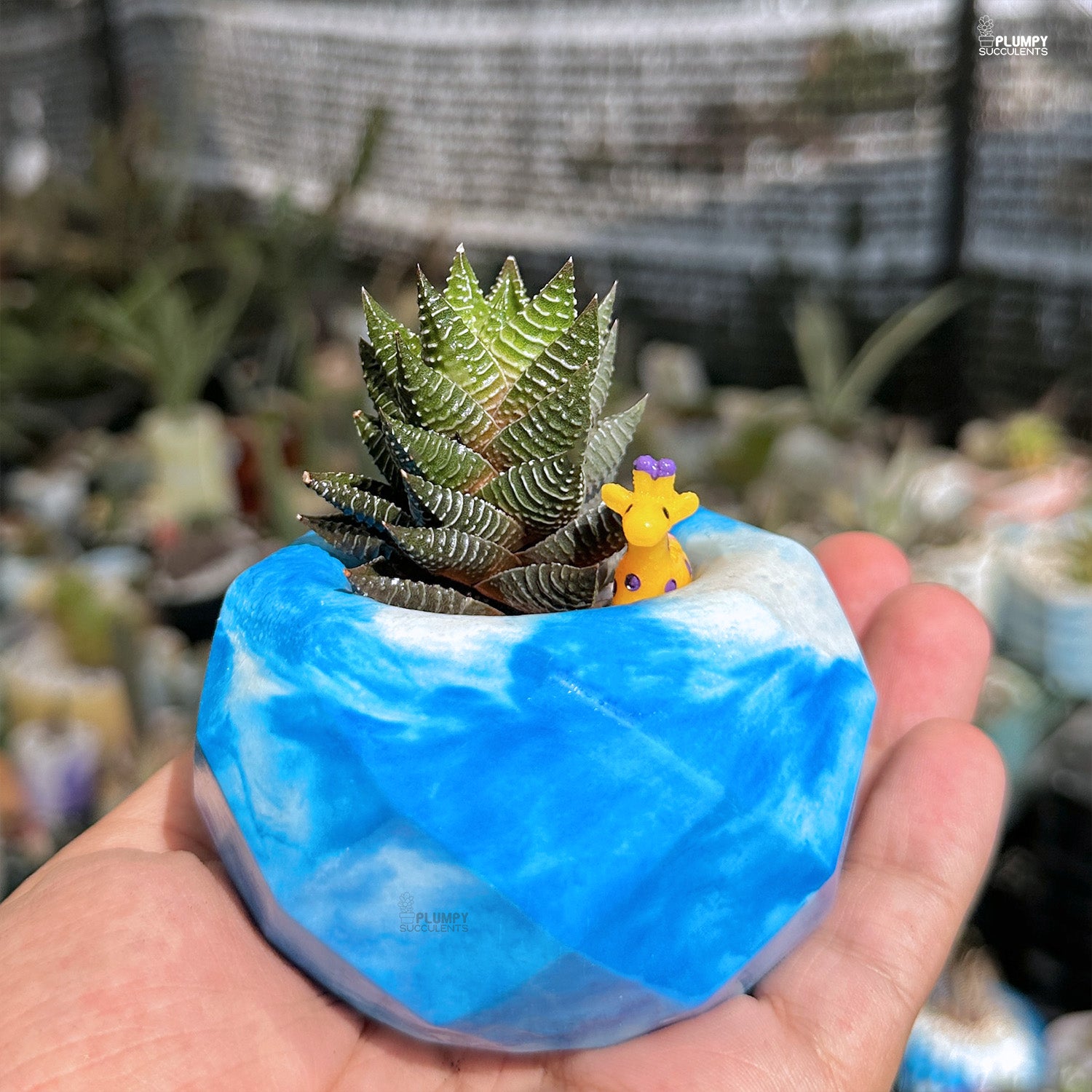 giraffe succulent Haworthia Coarctata Hybrid