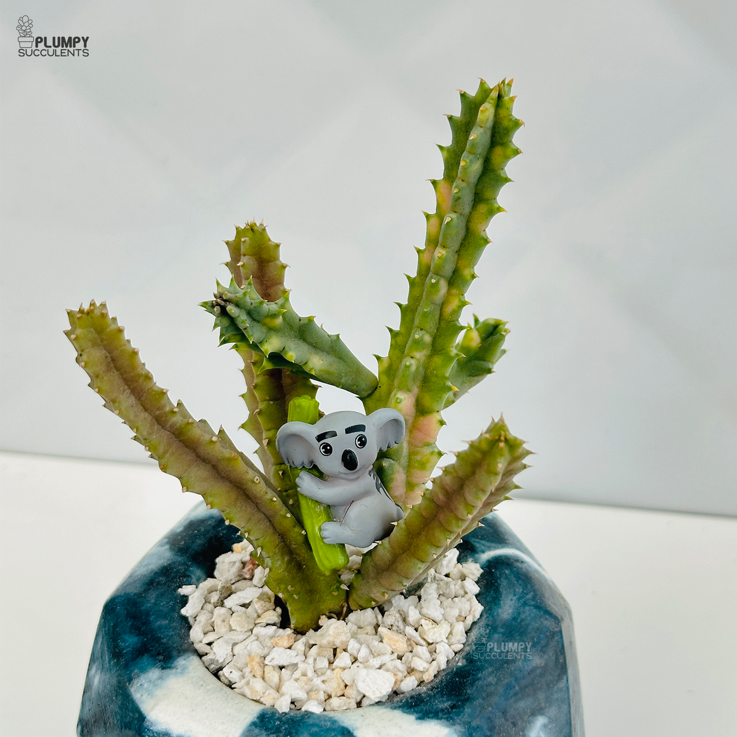 Huernia Zebrina Variegated