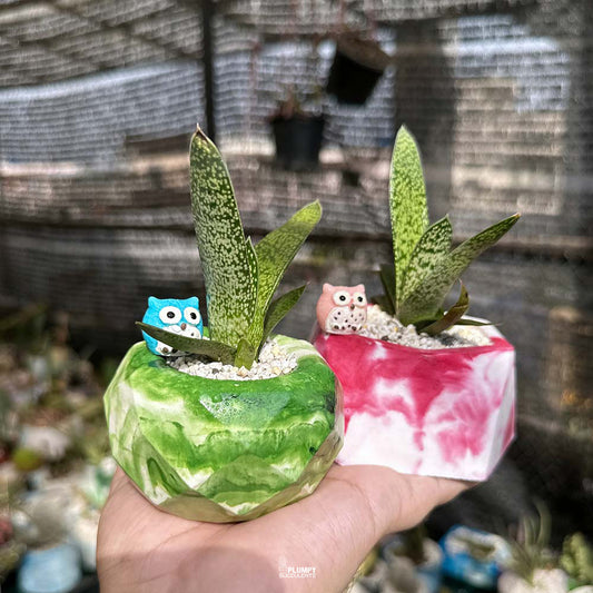 Double Delight: Gasteria Ox Tongue Duo Set