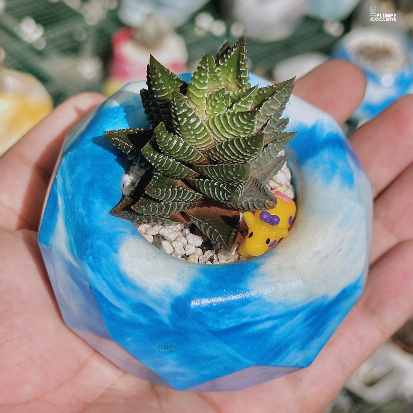 Haworthia Coarctata Hybrid - a Giraffe Wonderland