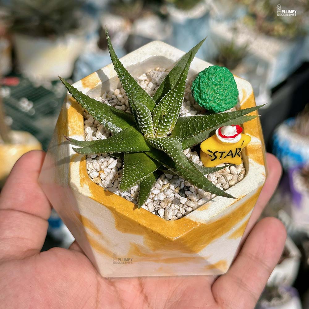 Haworthia Pumila - Star of the House