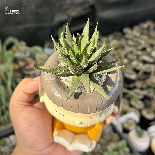 Haworthia Pumila in Girl Reading Book Planter