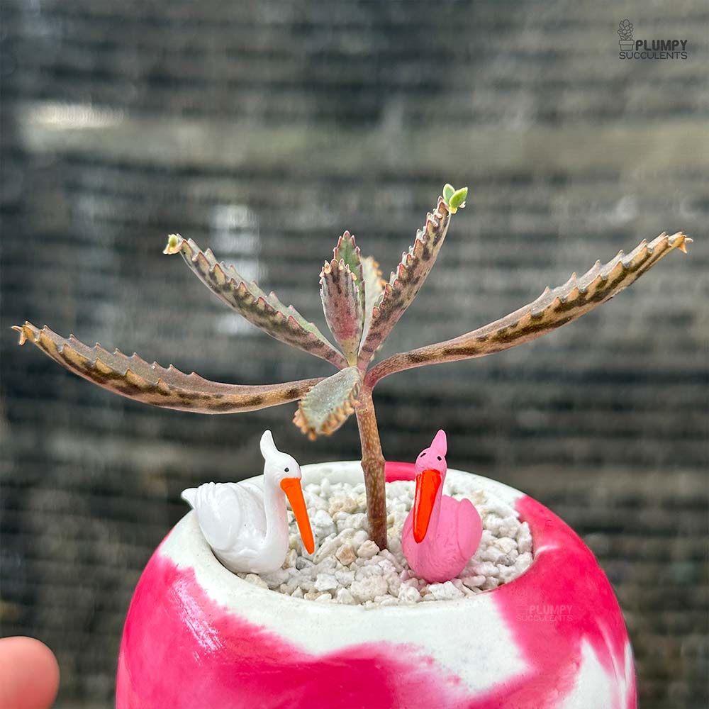 Mother of Millions