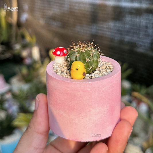 Small cactus in a pink pot with decorative elements held by a hand, with 'Plumpy Succulents' branding.