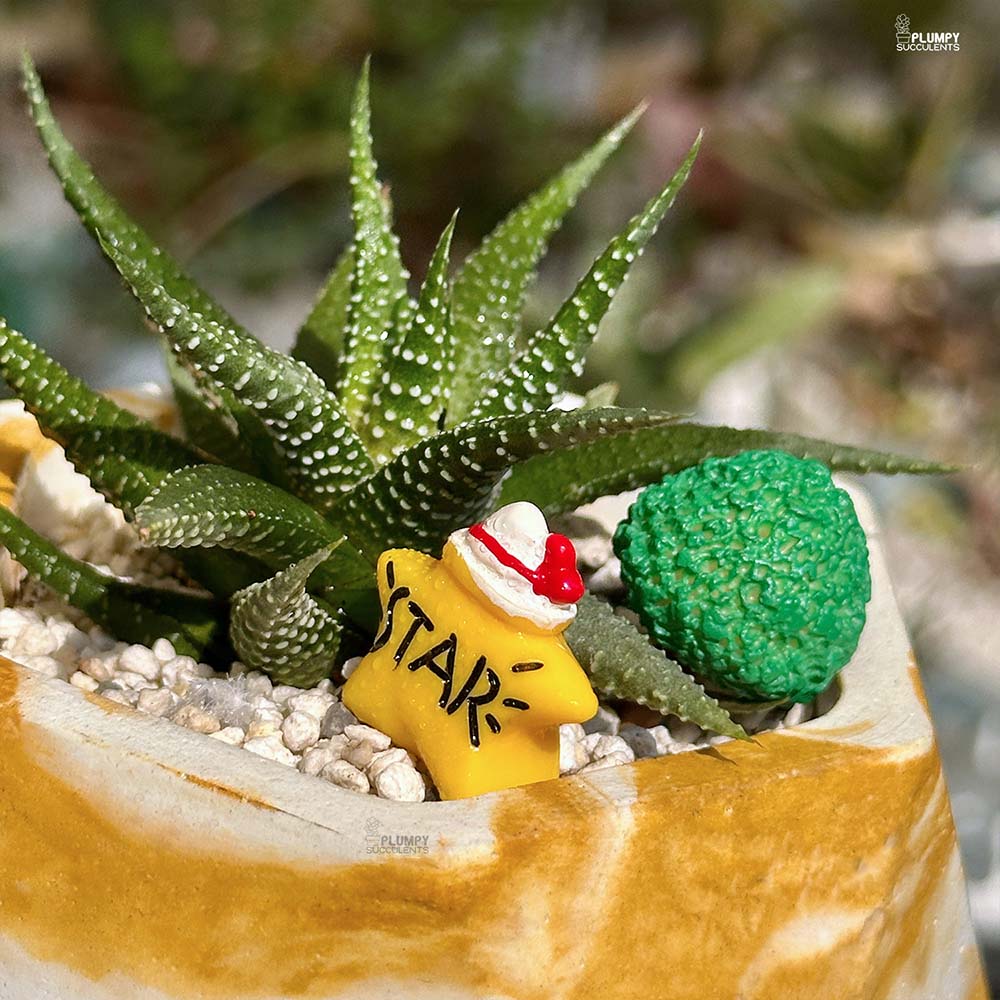 Haworthia Pumila - Star of the House