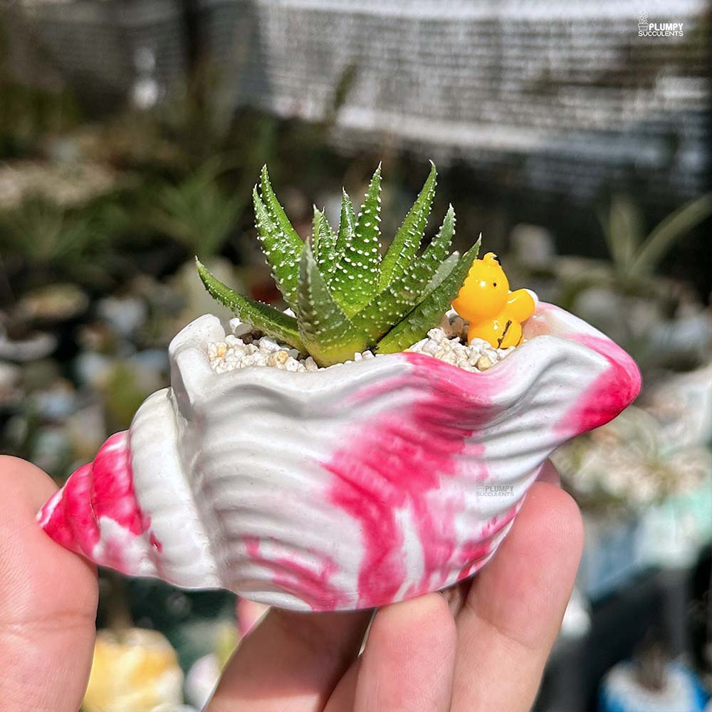 Haworthia Pumila- Honeybee jungle